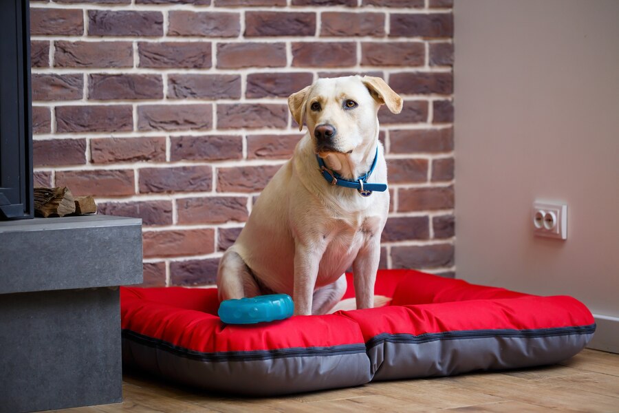 Waterproof Dog Beds Are Long-Lasting 