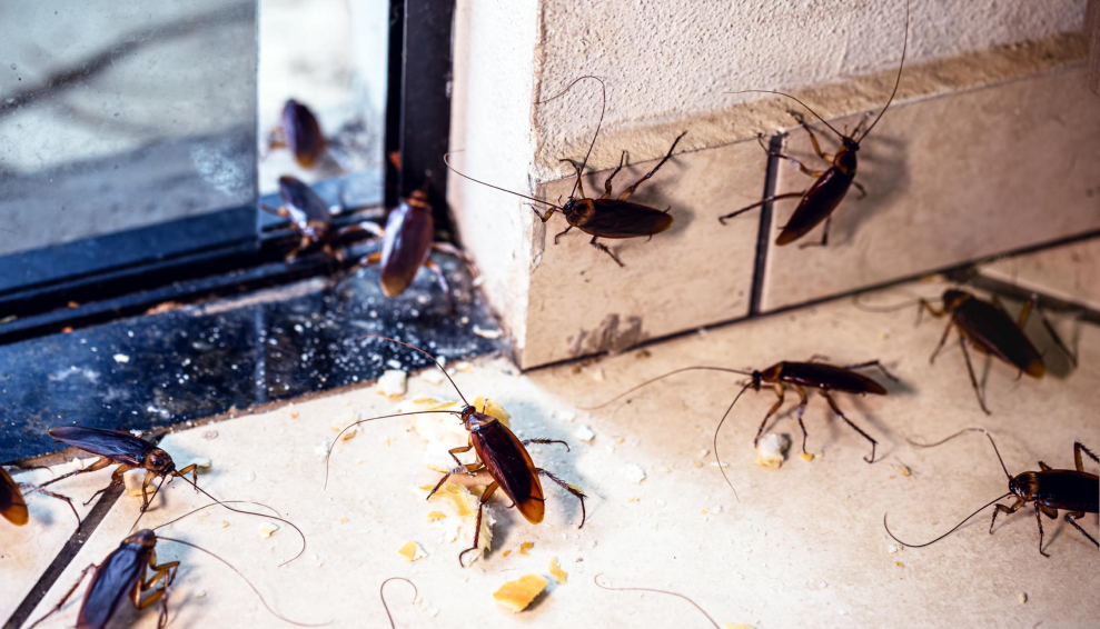 Common Pests Found in Commercial Spaces_