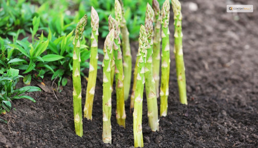How Does Asparagus Grow?