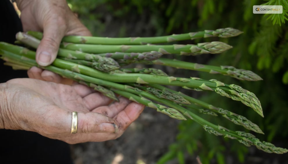 How To Store And Freeze Asparagus? 