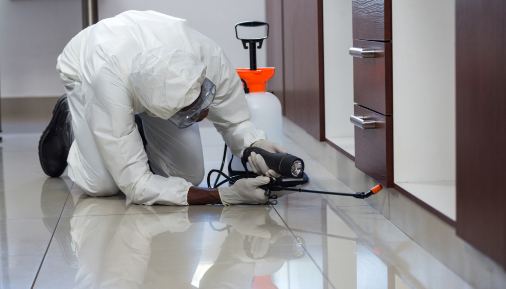 The Importance of Pest Control Measures_