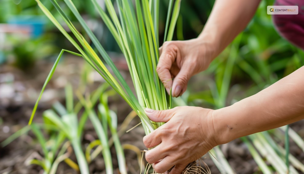 Dividing Lemongrass: What Is It And How To Do It?