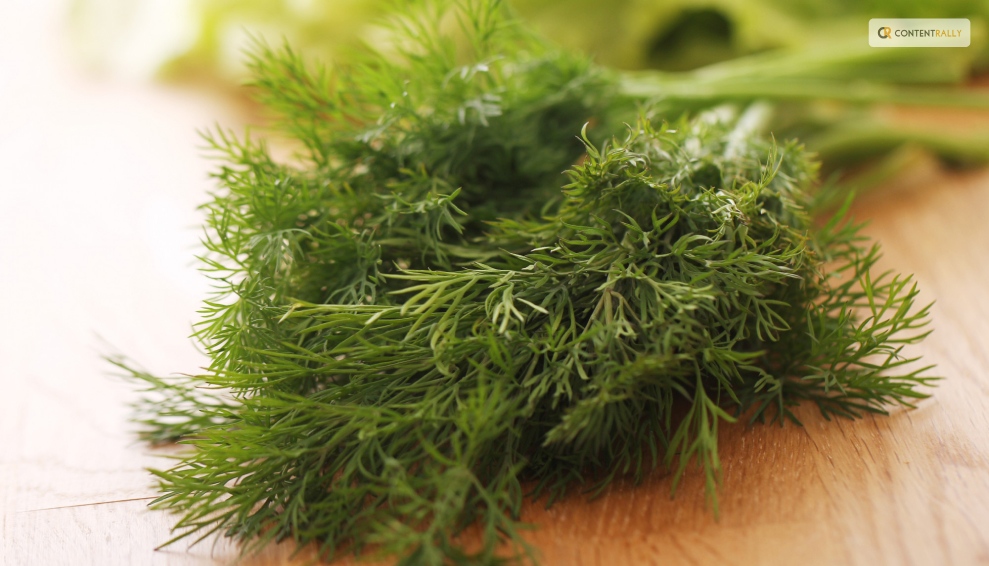 How Should Dill Be Stored for Optimal Quality