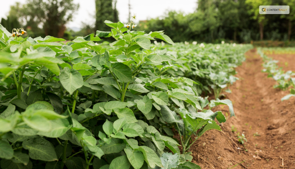 How to Care for Your Potato Plants_