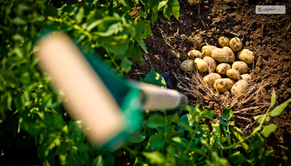 How to Dig Up, Cure, and Store Your Potatoes_