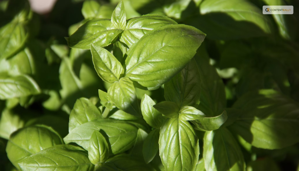 How to Harvest Basil Leaves