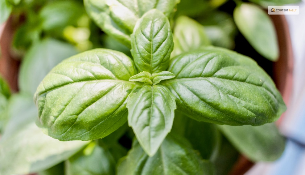 How to Harvest Basil Without Killing the Plant