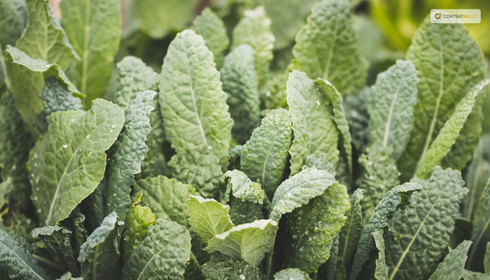How to Harvest Kale So It Keeps Growing_