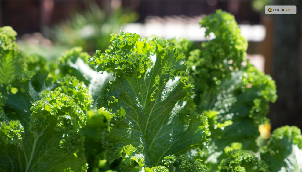 How to Harvest Kale from the Garden_