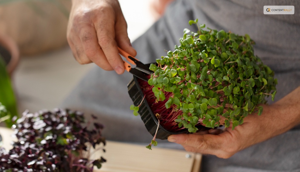 How to Harvest Lettuce Microgreens