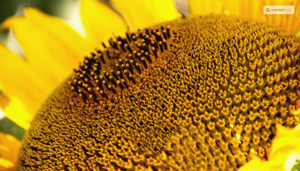 How to Harvest Sunflower Seeds?