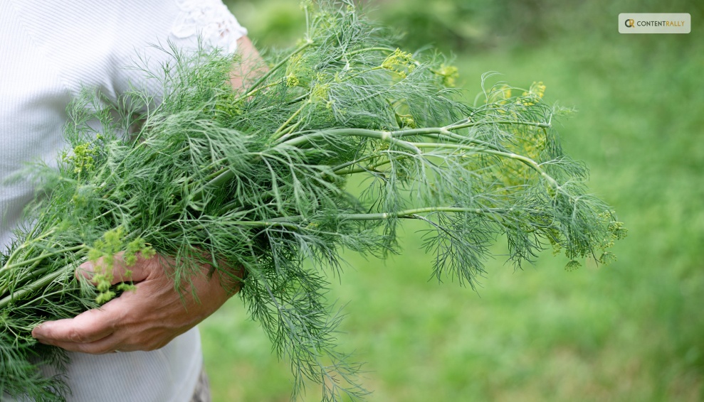 How to Keep New Dill Fresh