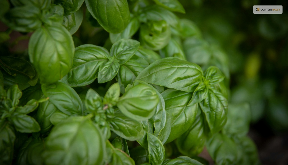 How to Pick Basil Leaves