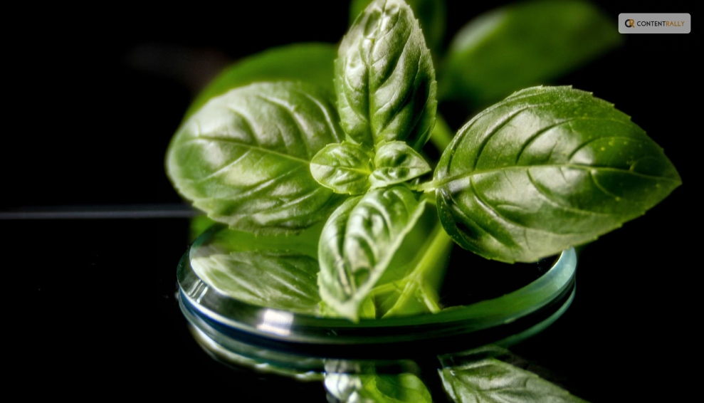 How to Store Basil Leaves