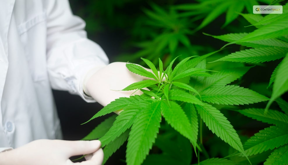 Is Growing Marijuana Legal