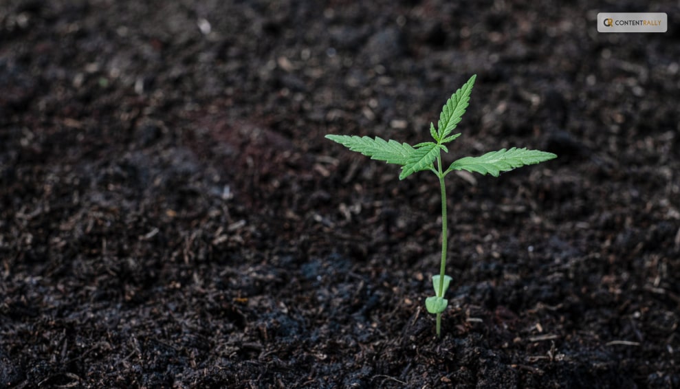 Soil and Other Conditions to Grow Weed or Marijuana