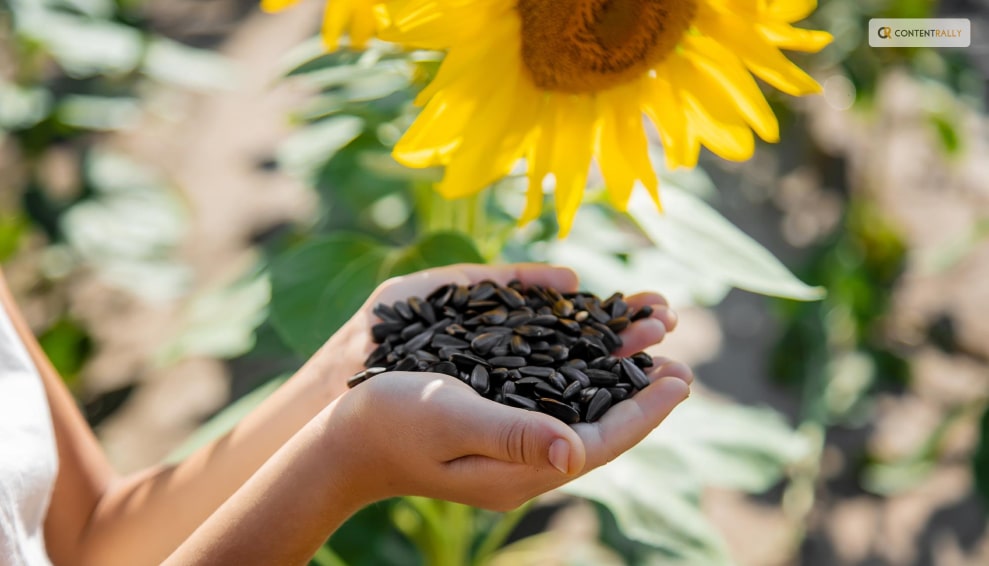 Things to Consider While Choosing Sunflower Seed