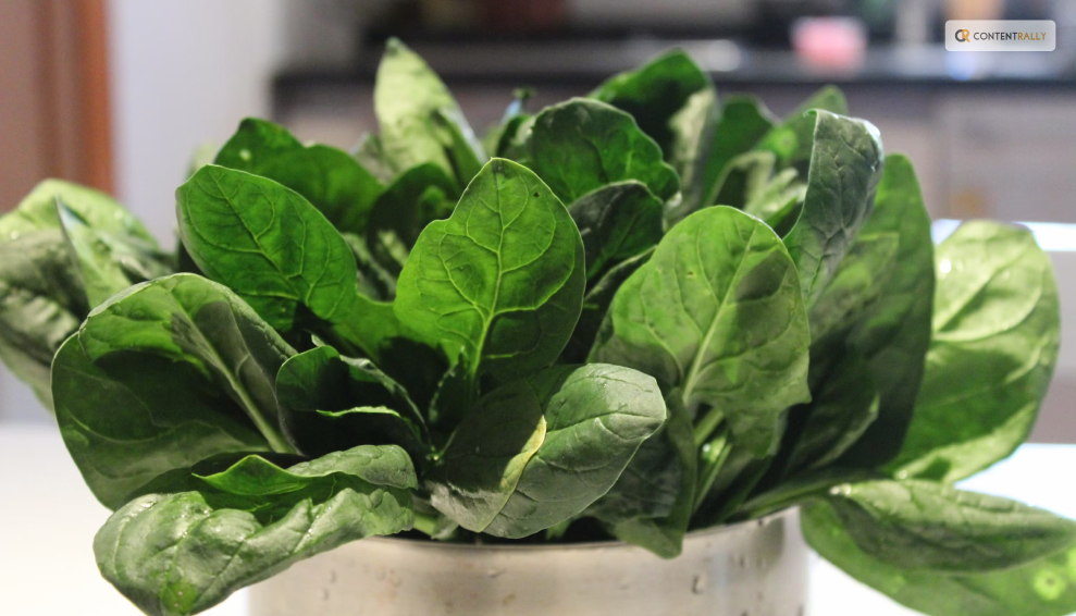 Things to Keep in Mind_ How to Grow Spinach Successfully_