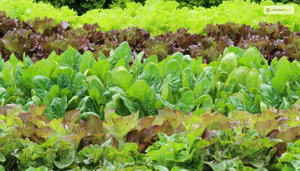 Types of Lettuce