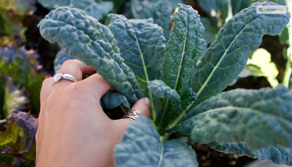 What is Kale & Why Should You Harvest It_
