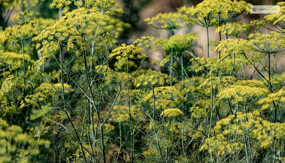 When and How to Plant Dill