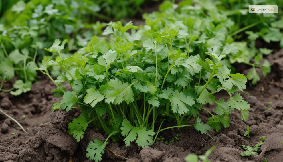 When is the Best Time to Harvest Cilantro