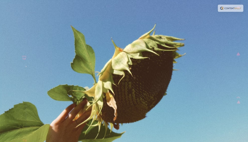 When to Harvest Sunflower Seeds?