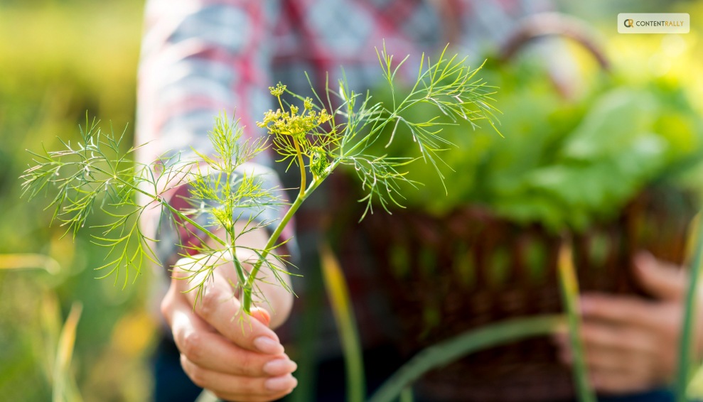 Where To Plant Dill