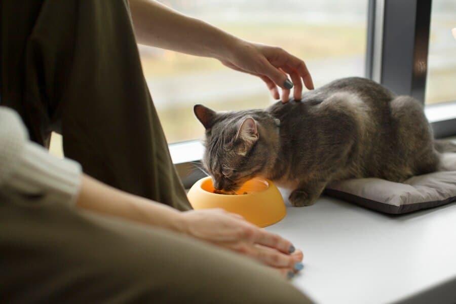 Prepare A Raw Cat Food Diet