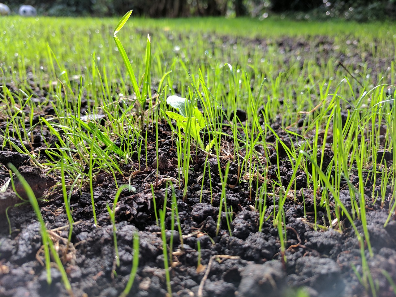 How to Plant Grass Seed on Hard Dirt : Content Rally