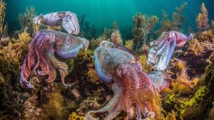 difference between squid and octopus