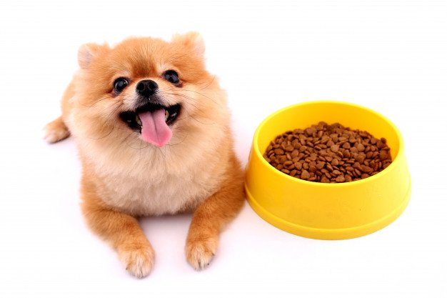 Meal Portions for Dogs