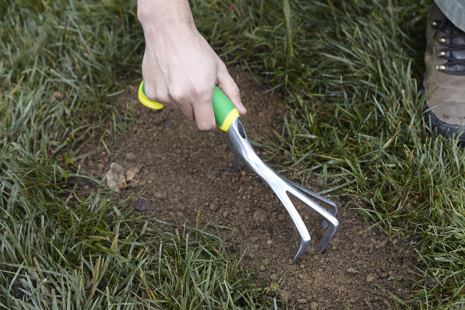 Centipede Grass Seed Benefits Types Consequences Time lapse CR