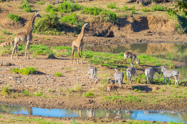 Serengeti Game Reserve