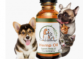 Hemp Oil for Pets