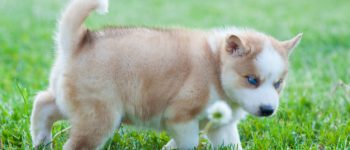 Husky and Pomeranian mix: character
