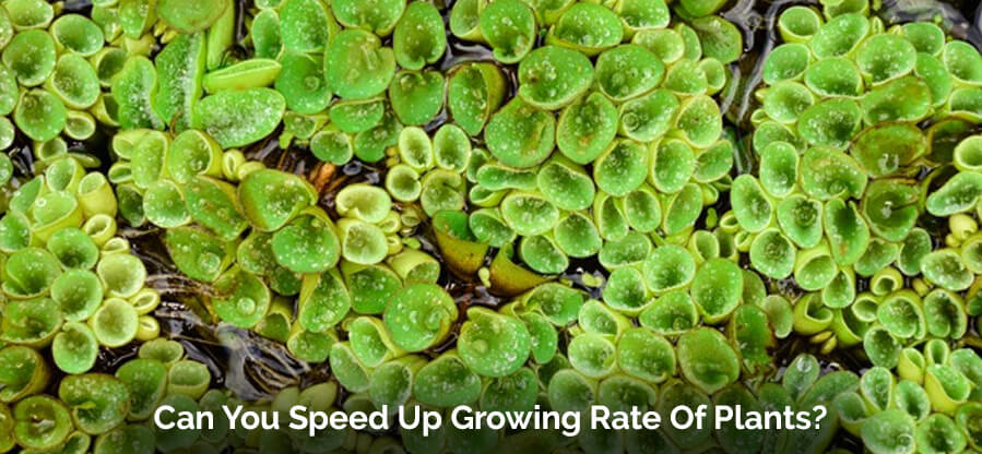 Can You Speed Up Growing Rate Of Plants?