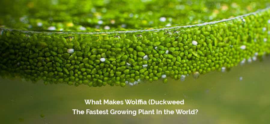 What Makes Wolffia (Duckweed) The Fastest Growing Plant In the World?