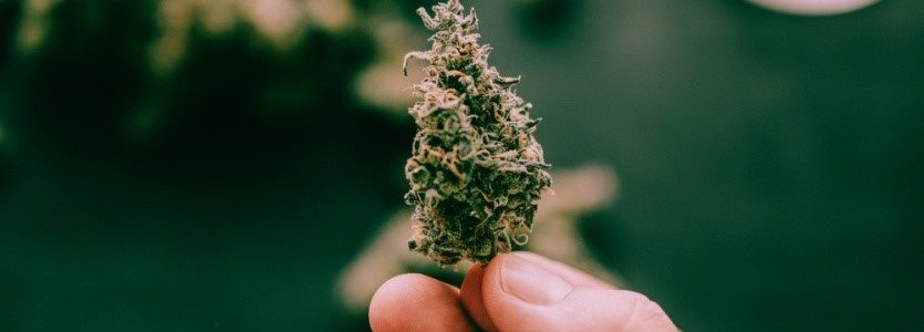 Popular Cannabis Strains