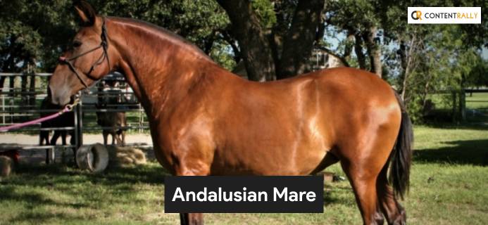 Andalusian Mare