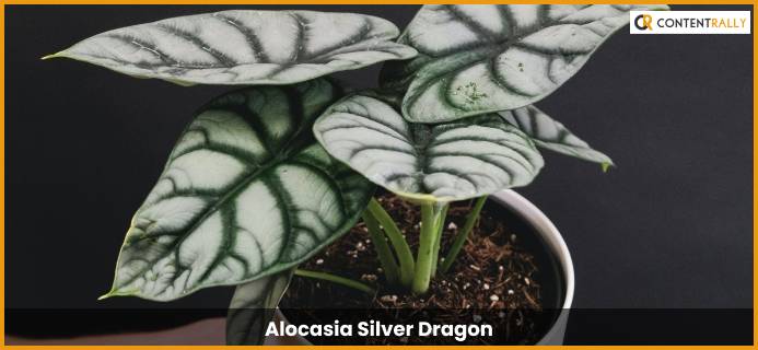 Alocasia Silver Dragon