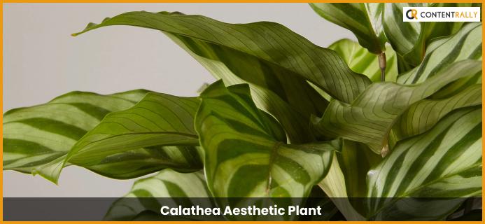 Calathea Aesthetic Plant