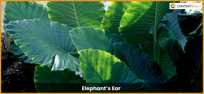 Elephant’s Ear