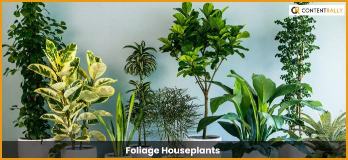 Foliage Houseplants