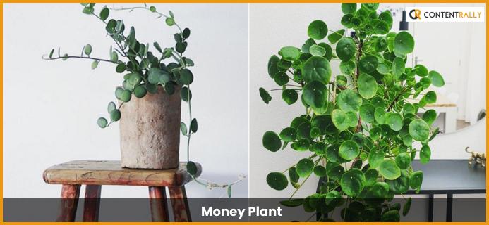 Money Plant