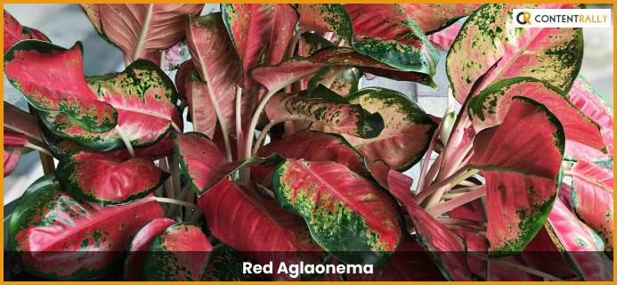 Red Aglaonema