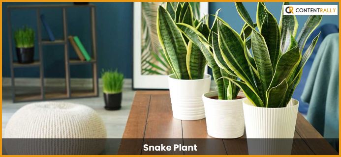 10 Best Tall House Plants To Buy In 2022 - Best Guide