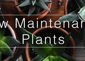 low maintenance plants