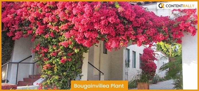 Bougainvillea Plant