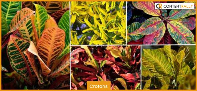 Crotons